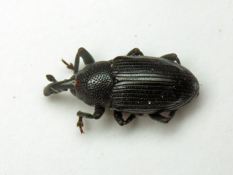 Baris artemisiae (Panzer, 1794)